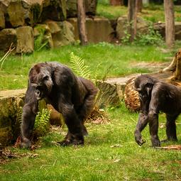 Gorilla Mambele en Vizazi