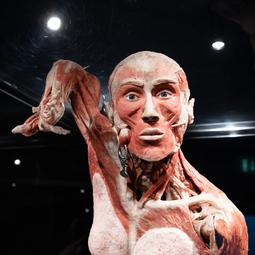tentoonstelling Body Worlds Amsterdam