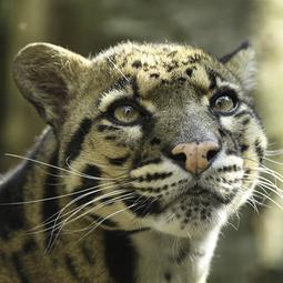 Nevelpanter